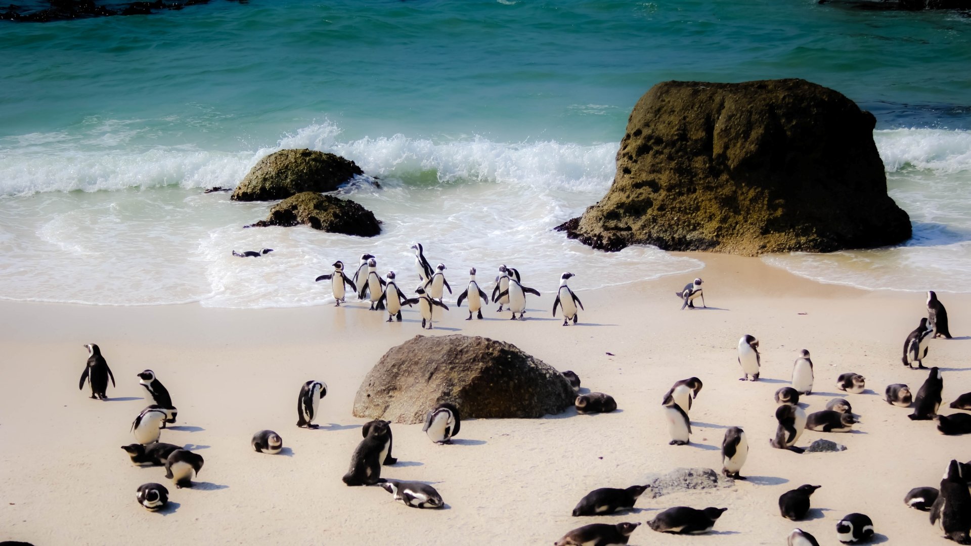 See Penguins at Boulders Beach